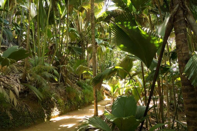 Vallee de Mai Natural reserve