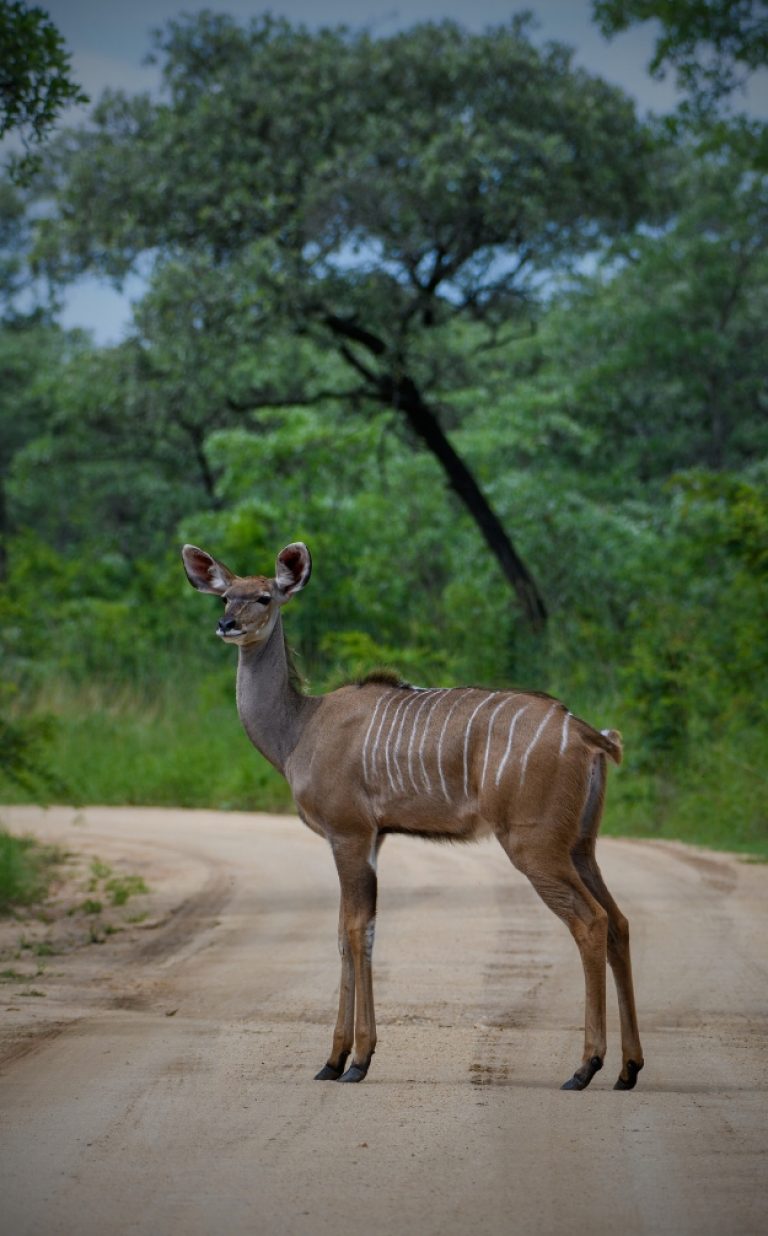 Kruger National Park