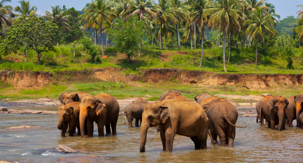 sri-lanka-holiday-packages